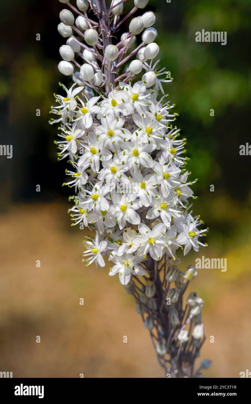 Squill de mer fleurie, (Drimia maritima) عنصل بحري Israël, automne septembre Banque D'Images