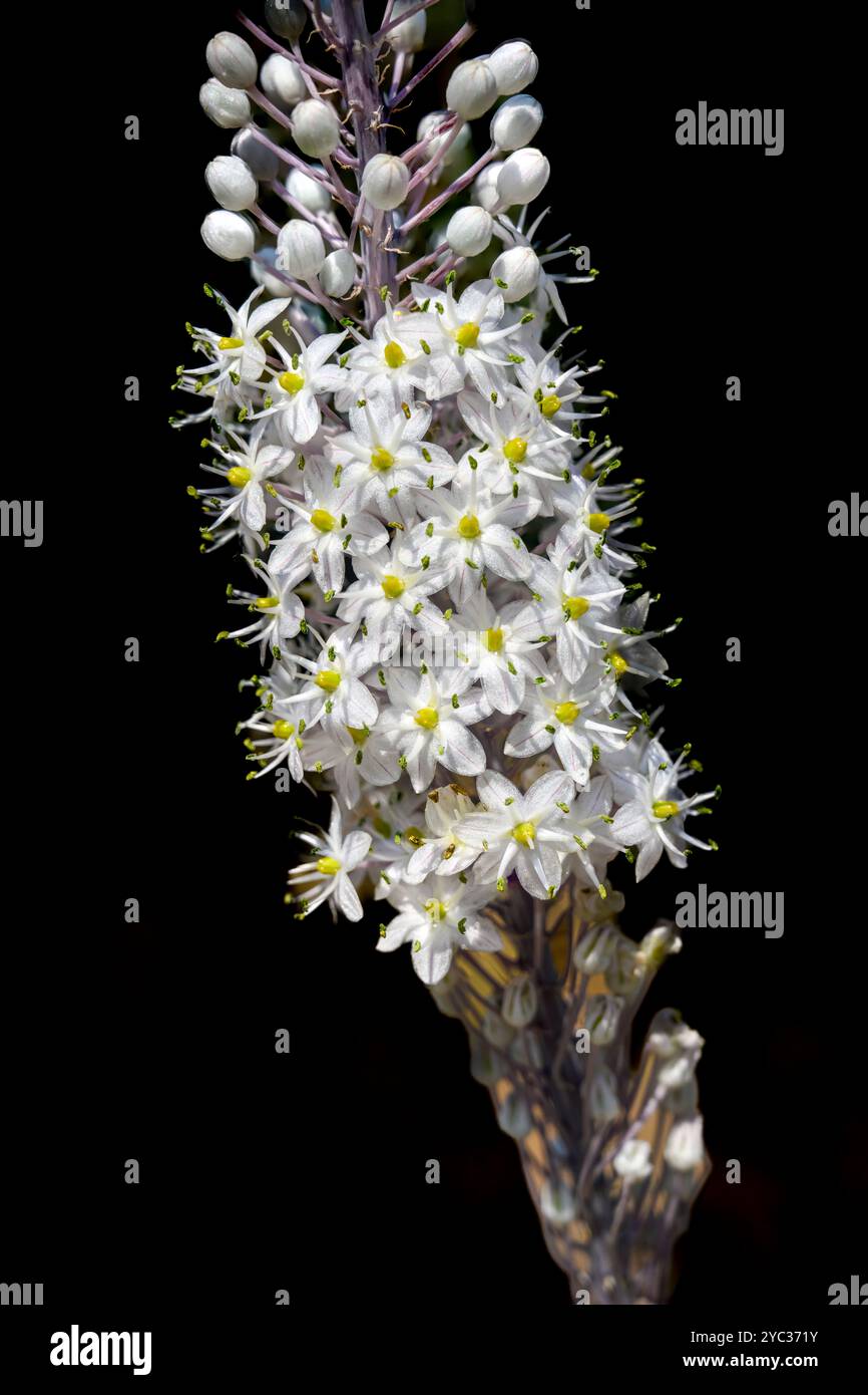 Squill de mer fleurie, (Drimia maritima) عنصل بحري Israël, automne septembre Banque D'Images