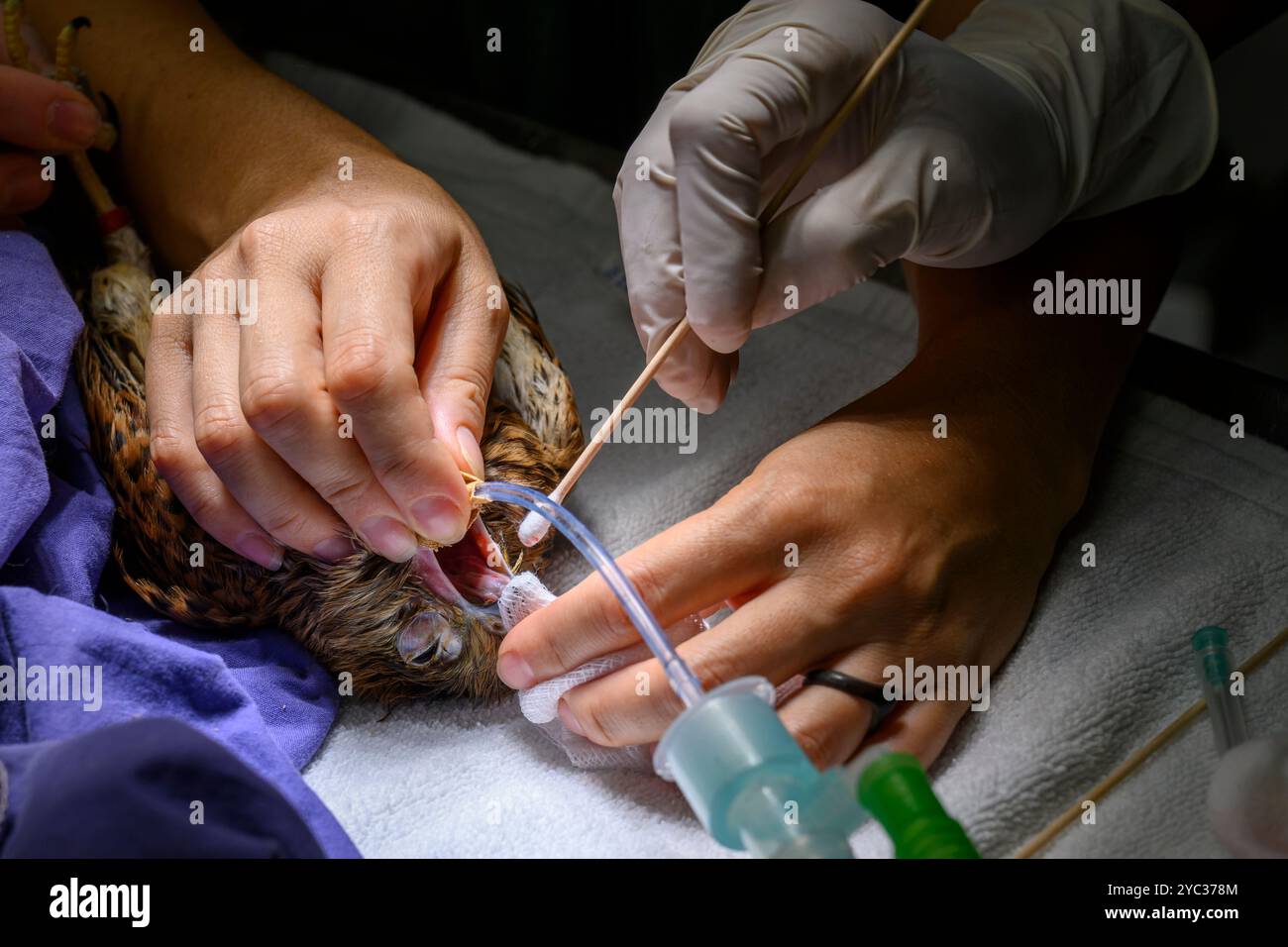 Une crécerelle commune (Falco tinnunculus) عوسق sous anesthésie générale est traitée pour un ulcère dans sa bouche photographié à l'Israel Wildlife Ho Banque D'Images