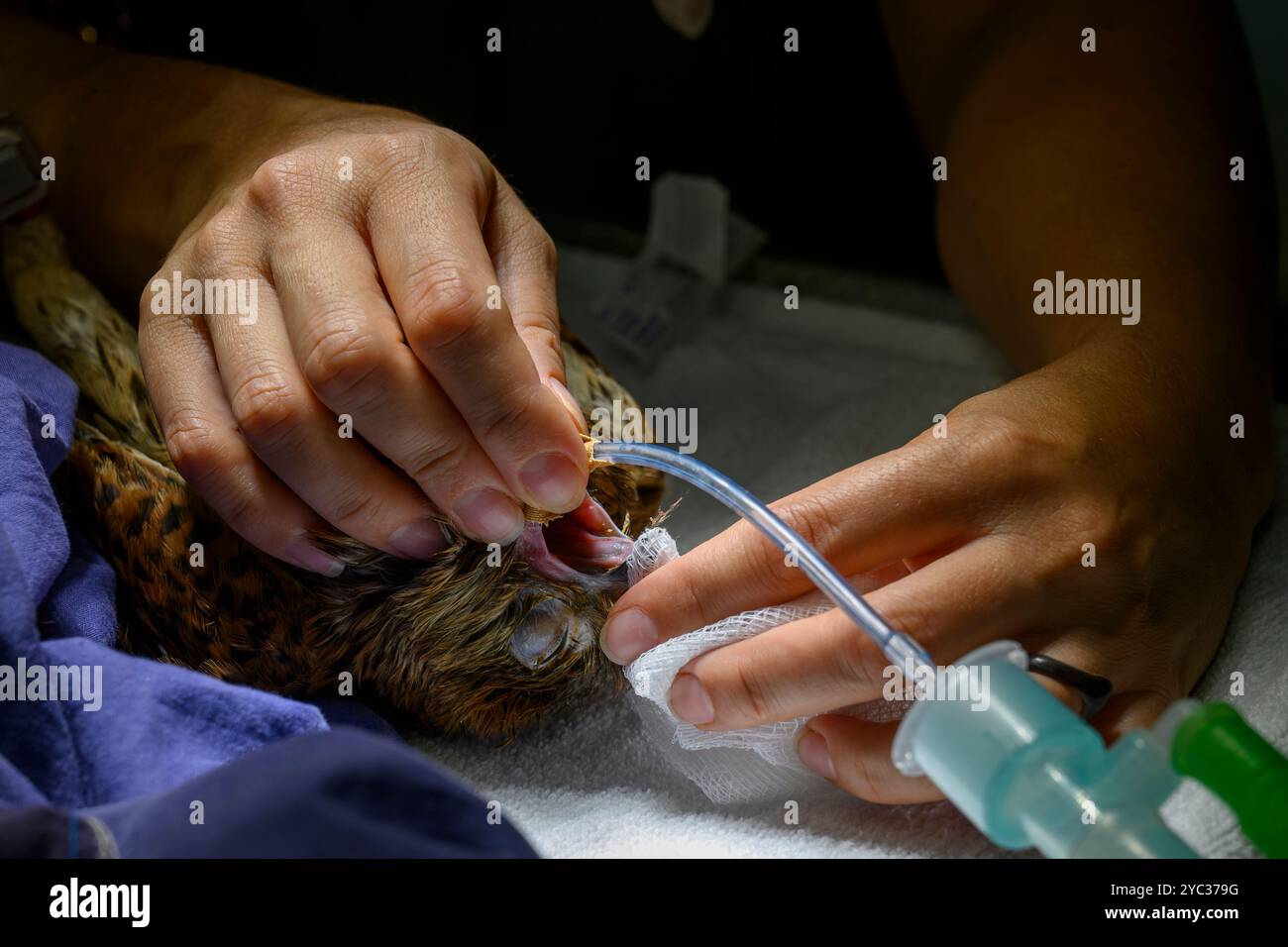 Une crécerelle commune (Falco tinnunculus) عوسق sous anesthésie générale est traitée pour un ulcère dans sa bouche photographié à l'Israel Wildlife Ho Banque D'Images