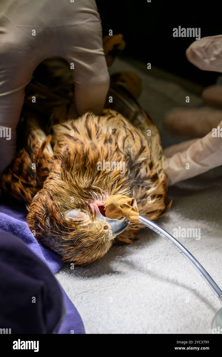 Une crécerelle commune (Falco tinnunculus) عوسق sous anesthésie générale est traitée pour un ulcère dans sa bouche photographié à l'Israel Wildlife Ho Banque D'Images
