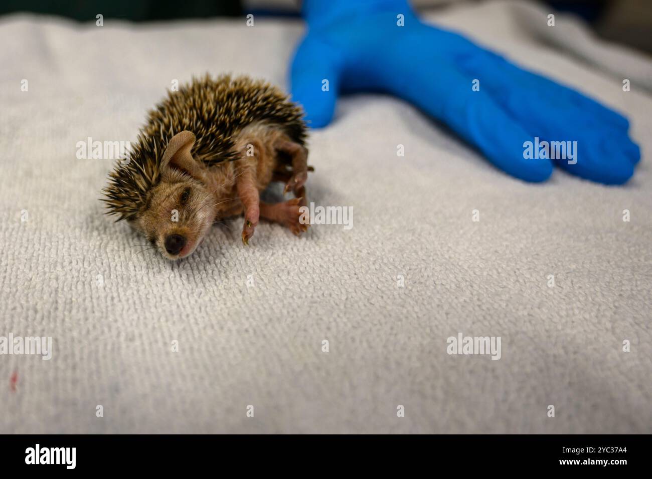 Michal, du personnel vétérinaire, traite un jeune hérisson à longues oreilles orphelin (Hemiechinus auritus) قنفذ طويل الأذن à la réserve israélienne de la faune Banque D'Images