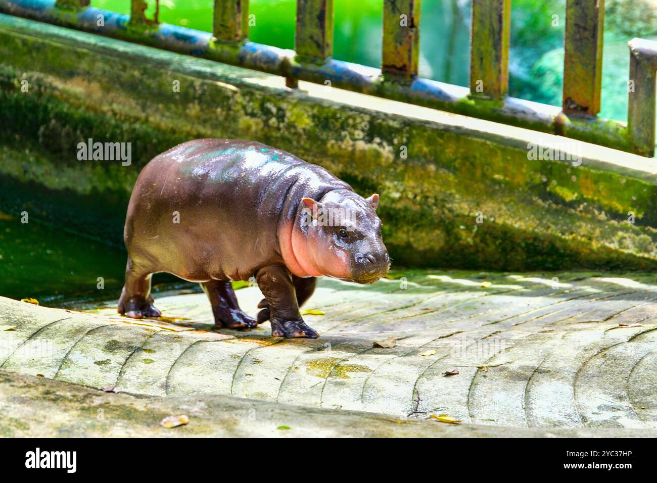 Un hippopotame nain pygmée femelle, Khao Kheow Open Zoo à Chonburi Thaïlande Banque D'Images