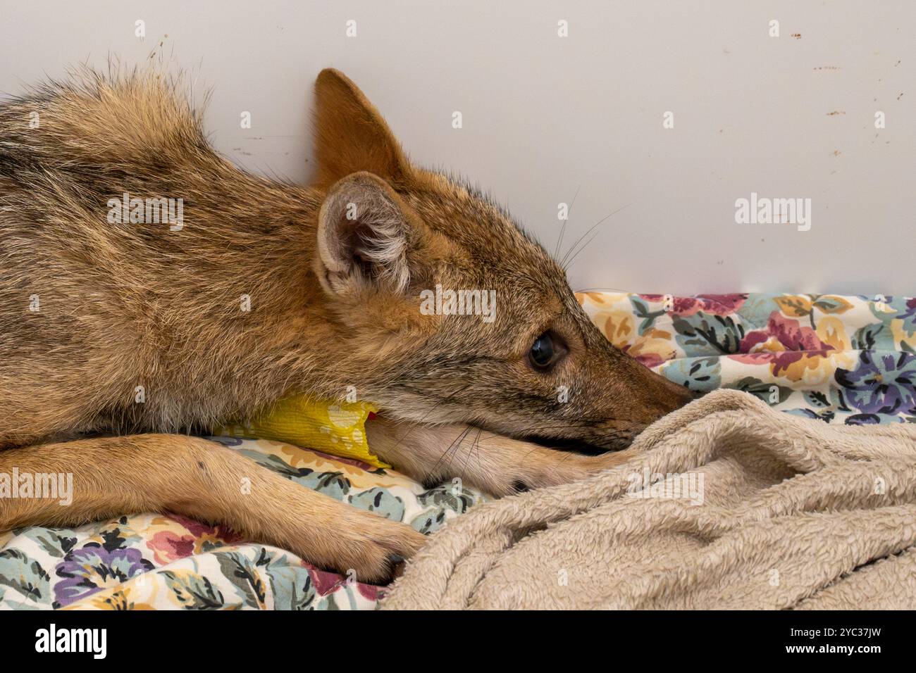 Jeune femelle hospitelière chacal doré (Canis aureus) photographiée à l'Hôpital israélien de la faune, Ramat Gan, Israël Banque D'Images