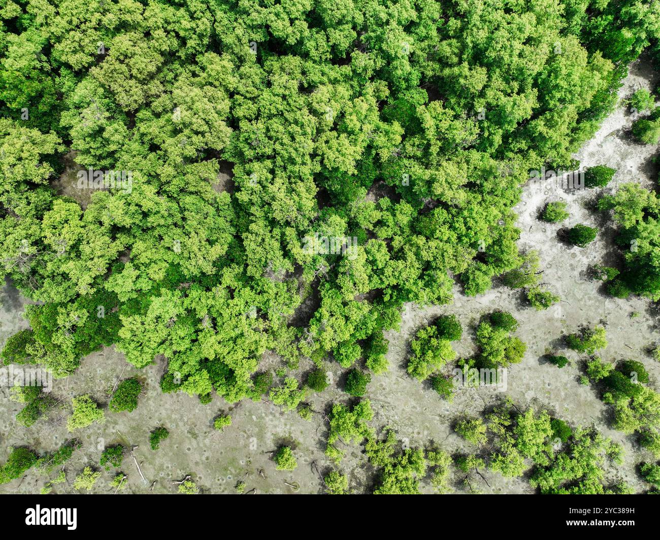 Vue aérienne de dessus de la forêt verdoyante de mangrove. Écosystème de mangrove. Puits de carbone naturel. Les mangroves capturent le CO2 de l'atmosphère. Écosystèmes de carbone bleu Banque D'Images