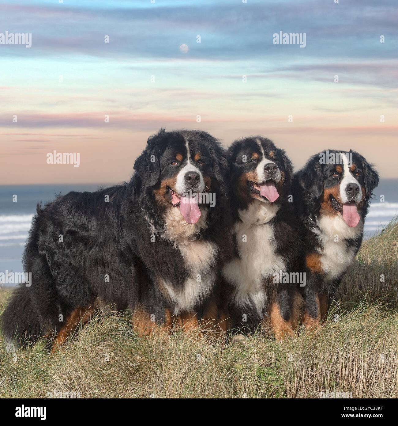 Trois chiens de montagne bernois Banque D'Images