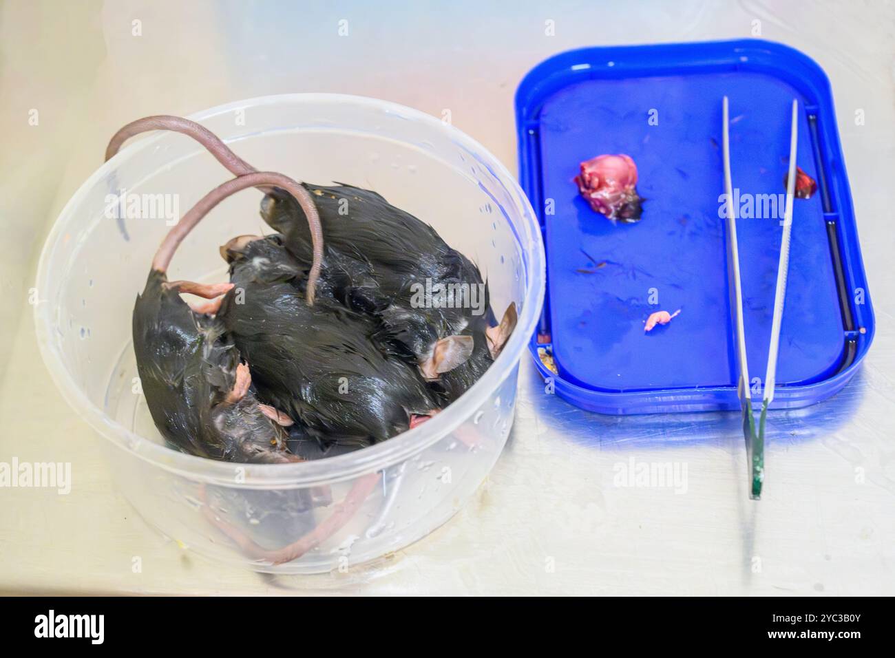 Nourriture prête pour nourrir un oiseau de proie hospitalisé dans un hôpital de la faune, Banque D'Images