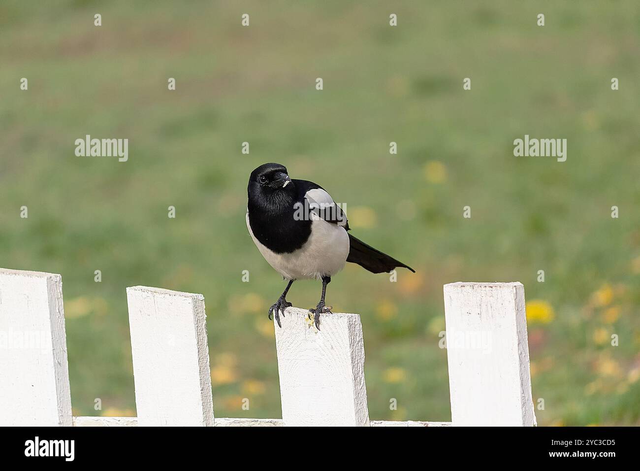 Magpie noire et blanche sur la clôture rustique. Oiseaux Banque D'Images