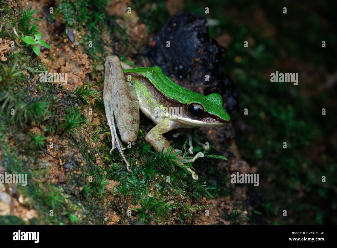 Grenouille rocheuse venimeuse (Odorrana hosii) sur la surface de roches moussues. Banque D'Images