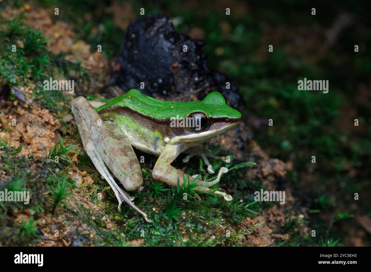 Grenouille rocheuse venimeuse (Odorrana hosii) sur la surface de roches moussues. Banque D'Images