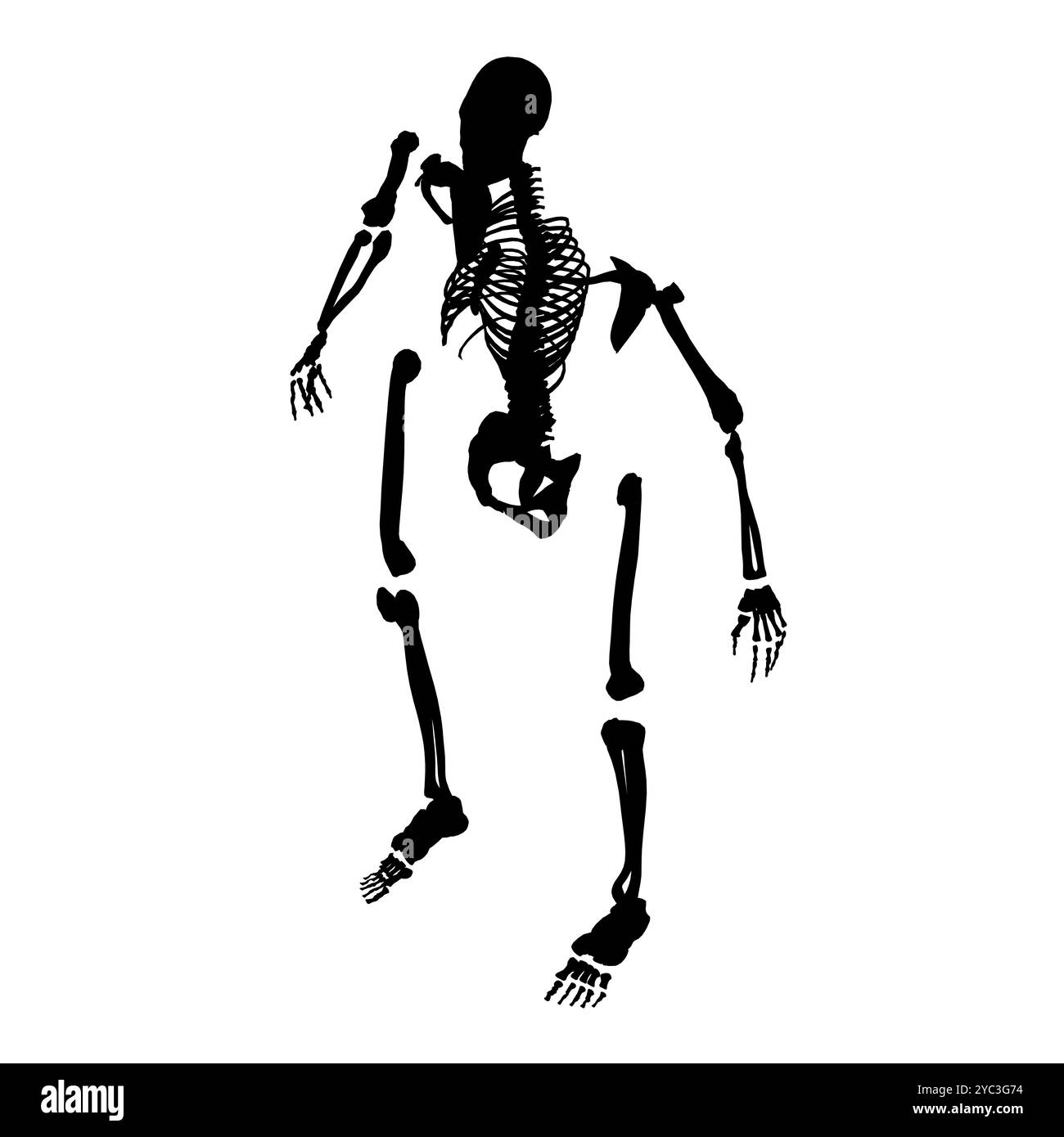Silhouette d'un squelette humain désassemblé en os isolé sur fond blanc. Vue isométrique. Illustration vectorielle. Illustration de Vecteur