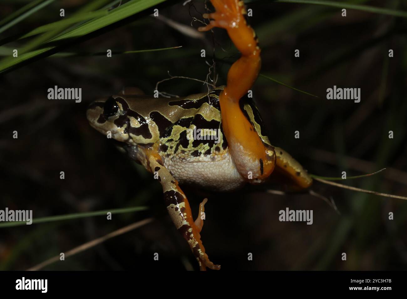 Grenouille courante de Weale (Semnodactylus wealii) Amphibia Banque D'Images