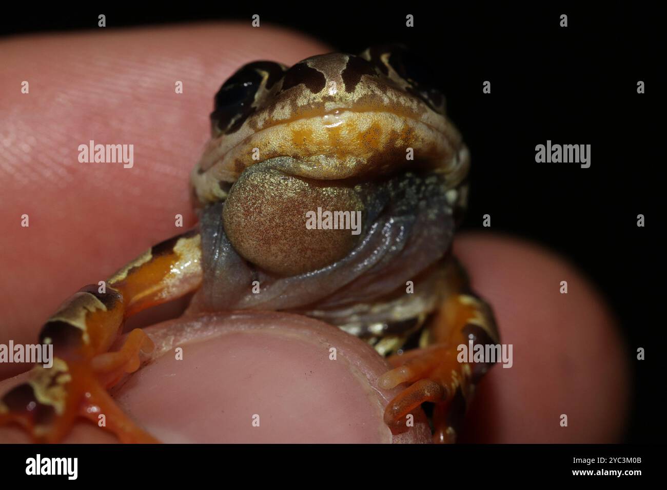 Grenouille courante de Weale (Semnodactylus wealii) Amphibia Banque D'Images