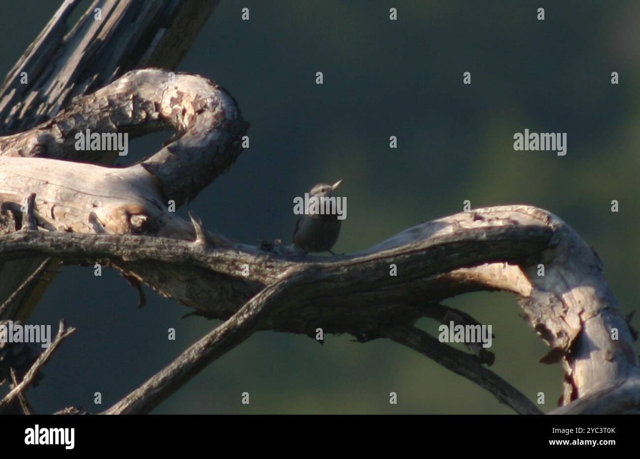 Krüper's Nuthatch (Sitta krueperi) Aves Banque D'Images