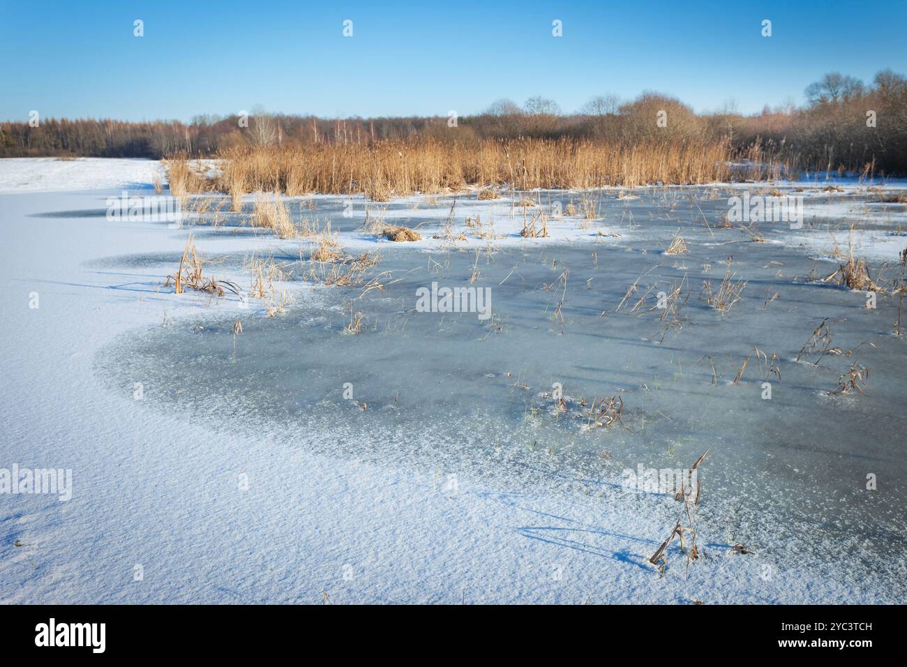 Glace et neige sur une prairie gelée avec des buissons, vue sur une journée ensoleillée d'hiver, Pologne orientale Banque D'Images