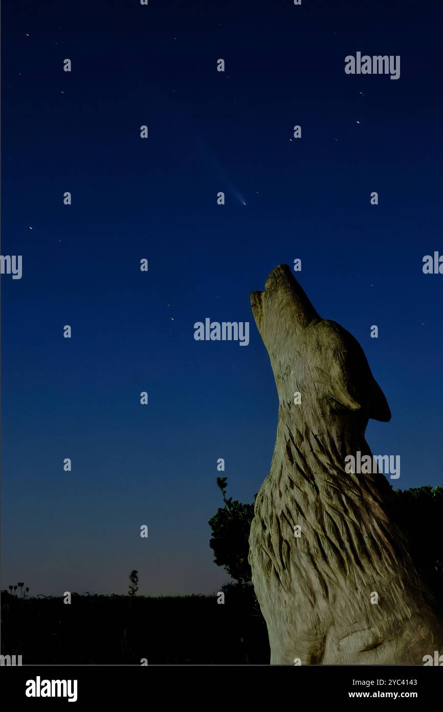 Loup hurlant à la comète. Banque D'Images