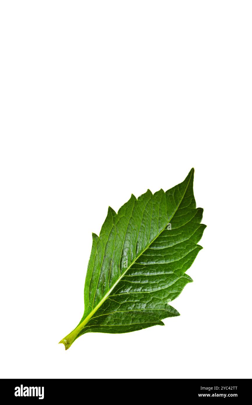 Feuille verte isolée sur fond blanc avec espace texte Banque D'Images