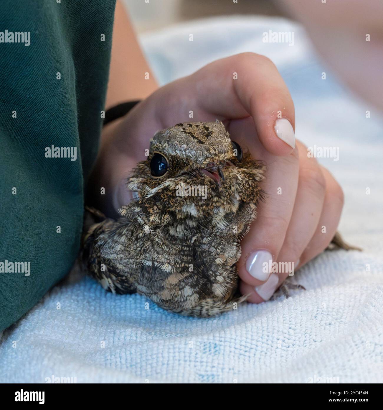 Le personnel médical vétérinaire nourrit un bocal de nuit européen hospitalisé (Caprimulgus europaeus) سبد أوروبي car cette espèce d'oiseaux chasse et mange en fl Banque D'Images