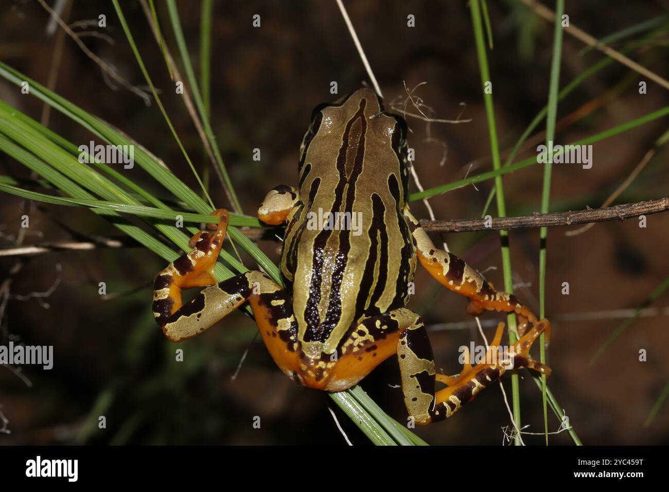 Grenouille courante de Weale (Semnodactylus wealii) Amphibia Banque D'Images