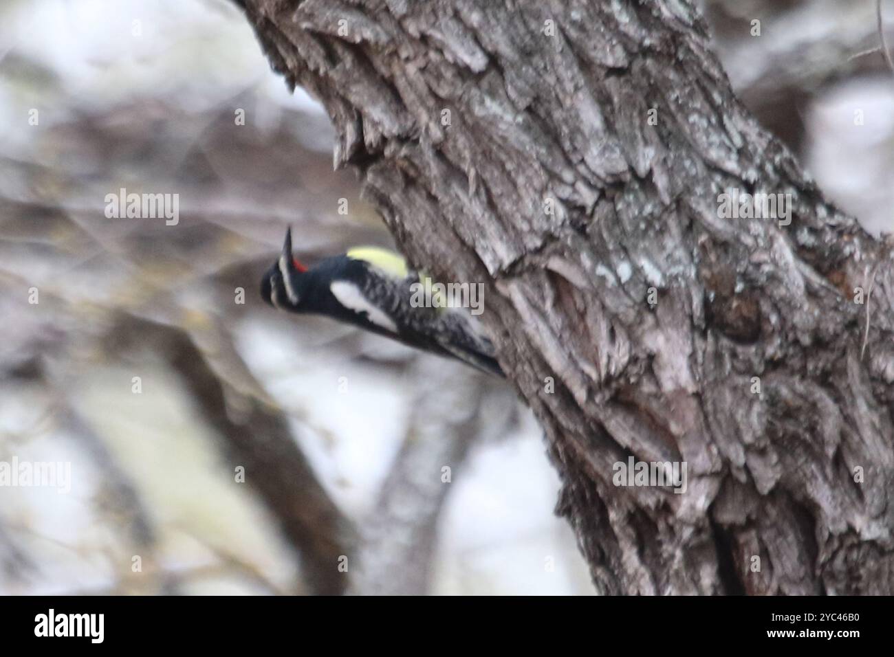 Le sapsuccion de Williamson (Sphyrapicus thyroideus) Aves Banque D'Images