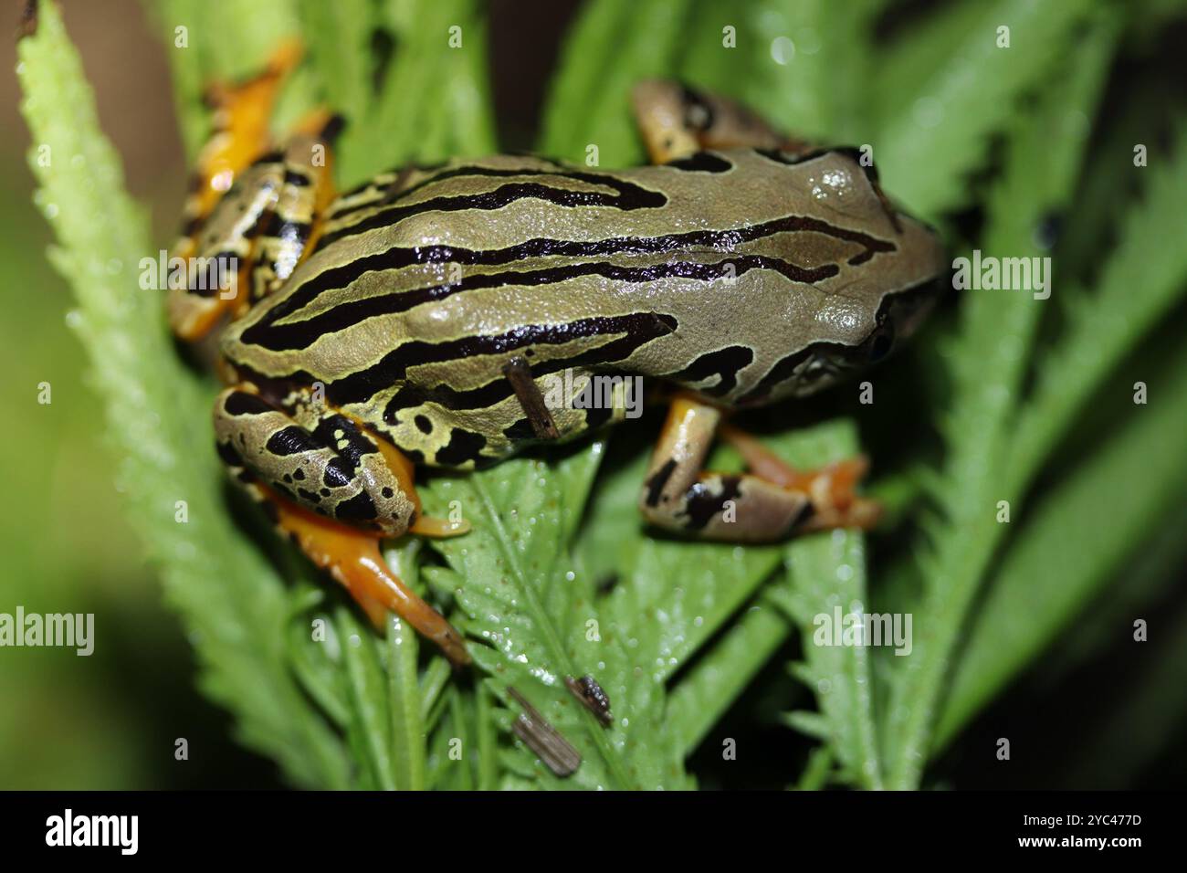 Grenouille courante de Weale (Semnodactylus wealii) Amphibia Banque D'Images