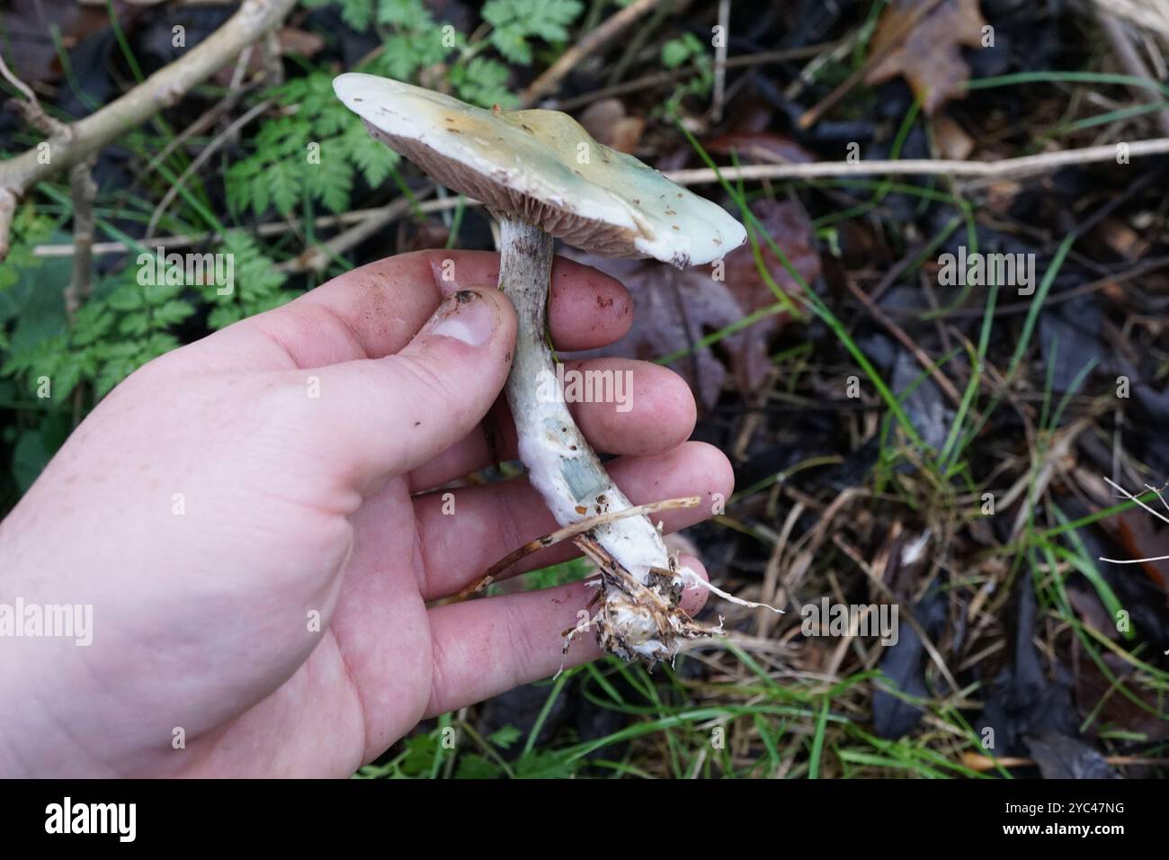 Champignons bleus à tête ronde (Stropharia caerulea) Banque D'Images