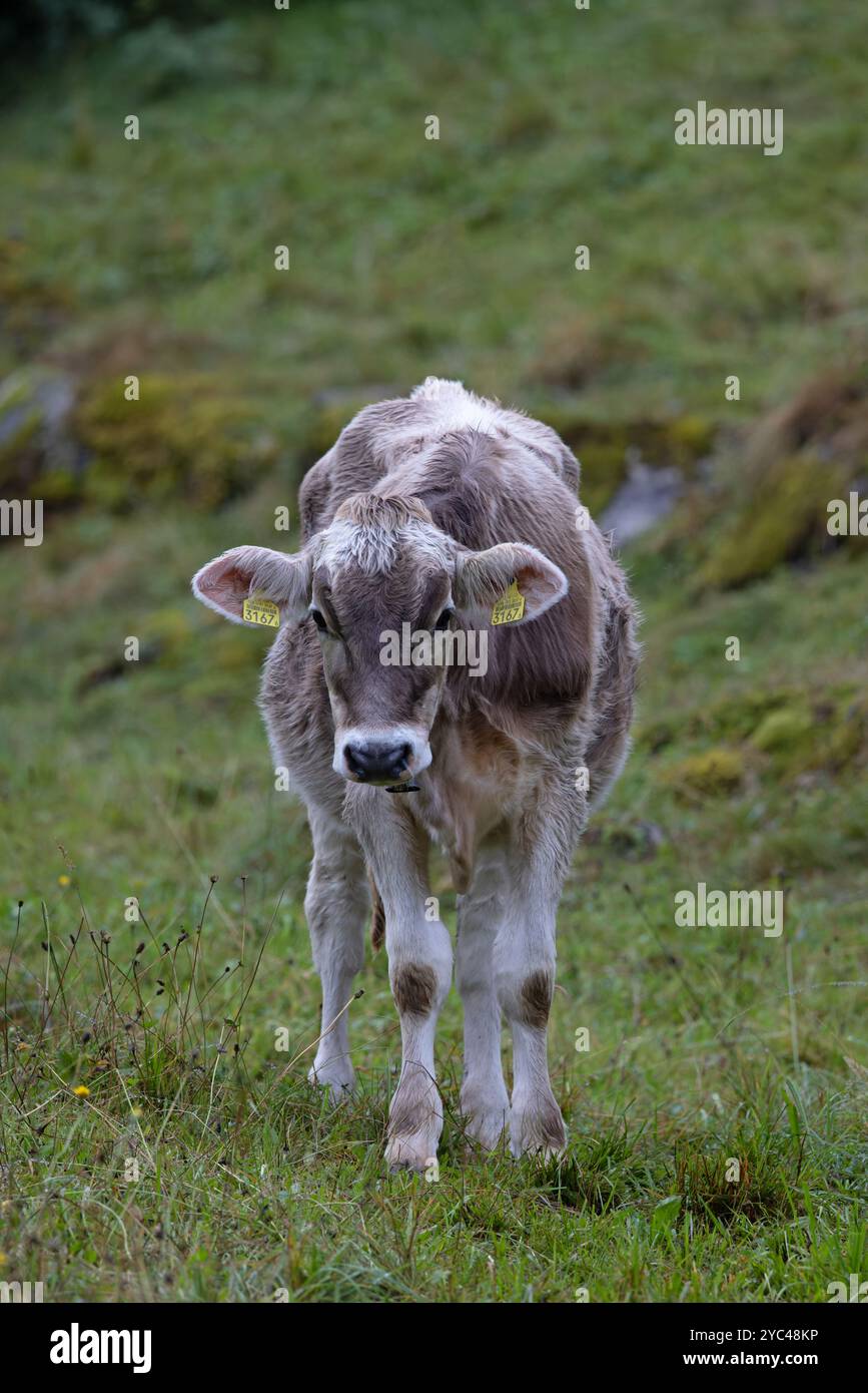 Braunvieh aka Swiss Brown Cow (Bos taurus) jeune Suisse août 2024 Banque D'Images