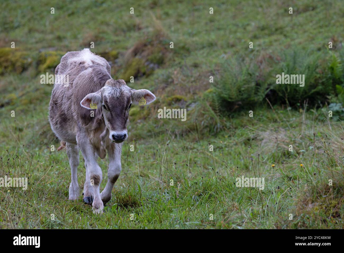 Braunvieh aka Swiss Brown Cow (Bos taurus) jeune Suisse août 2024 Banque D'Images