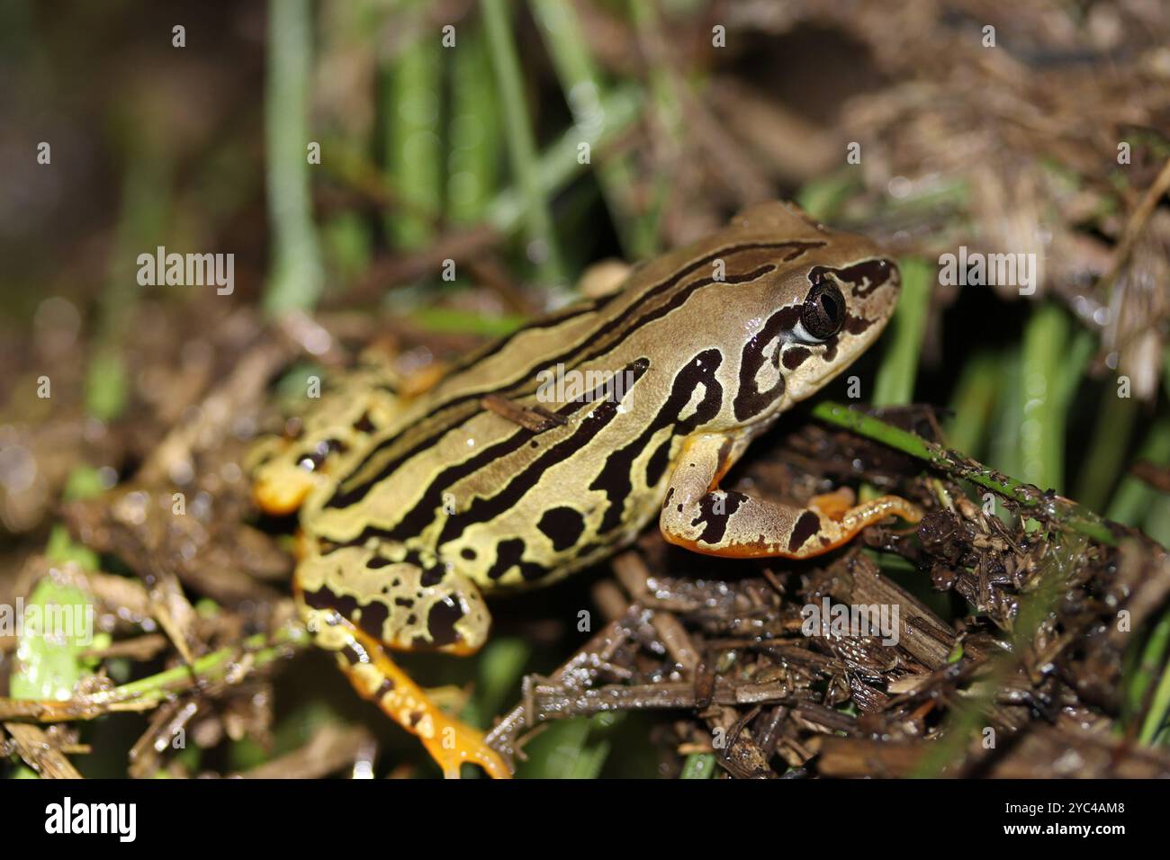 Grenouille courante de Weale (Semnodactylus wealii) Amphibia Banque D'Images