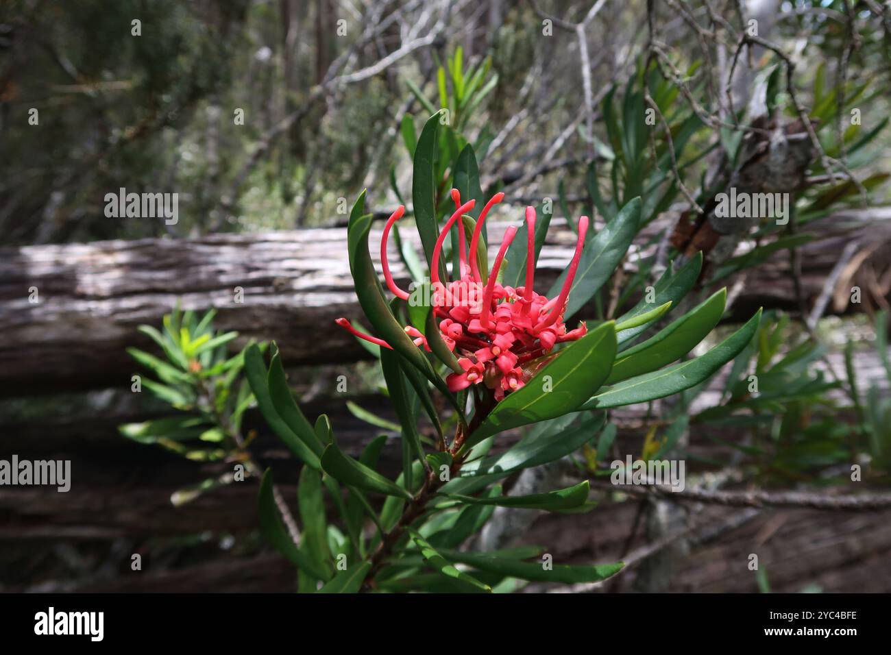 Waratah de Tasmanie (Telopea truncata) Plantae Banque D'Images