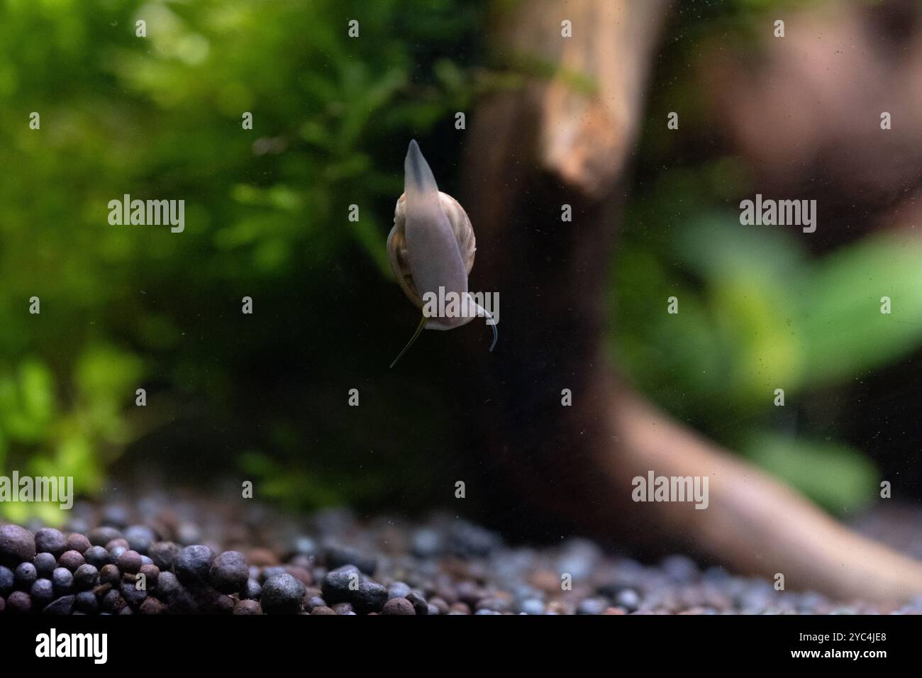 Gros plan escargot rampant sur le verre d'un aquarium sur fond de plantes vertes Banque D'Images
