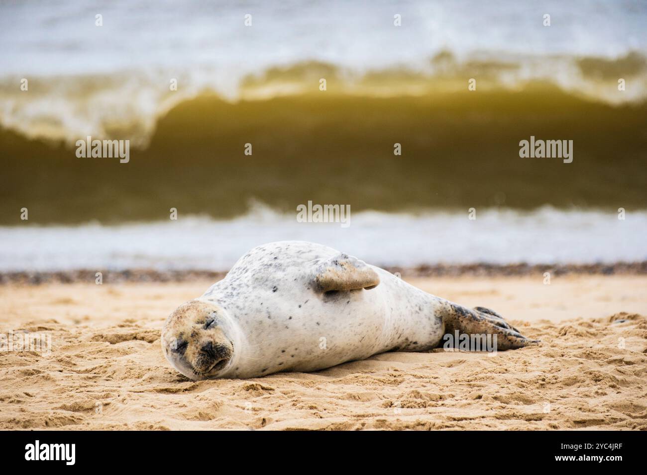 Un phoque gris de l'Atlantique reposant sur la plage avec une grosse vague qui brise le behing à Horsey Gap, Norfolk, East Anglia, Angleterre, Royaume-Uni, Grande-Bretagne Banque D'Images