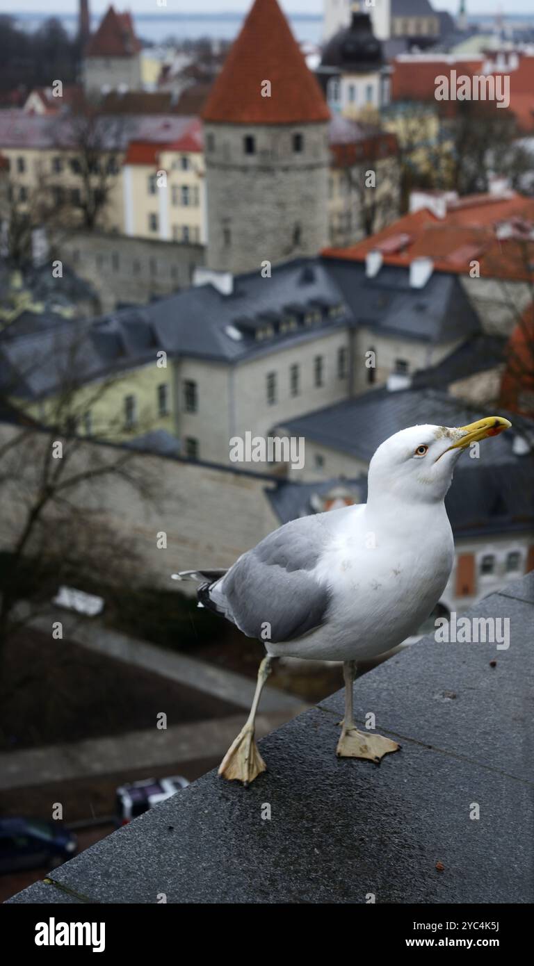 Cette image représente un gros plan d'une mouette perchée sur une corniche avec pour toile de fond pittoresque la vieille ville historique de Tallinn, en Estonie. La mouette se tient debout Banque D'Images