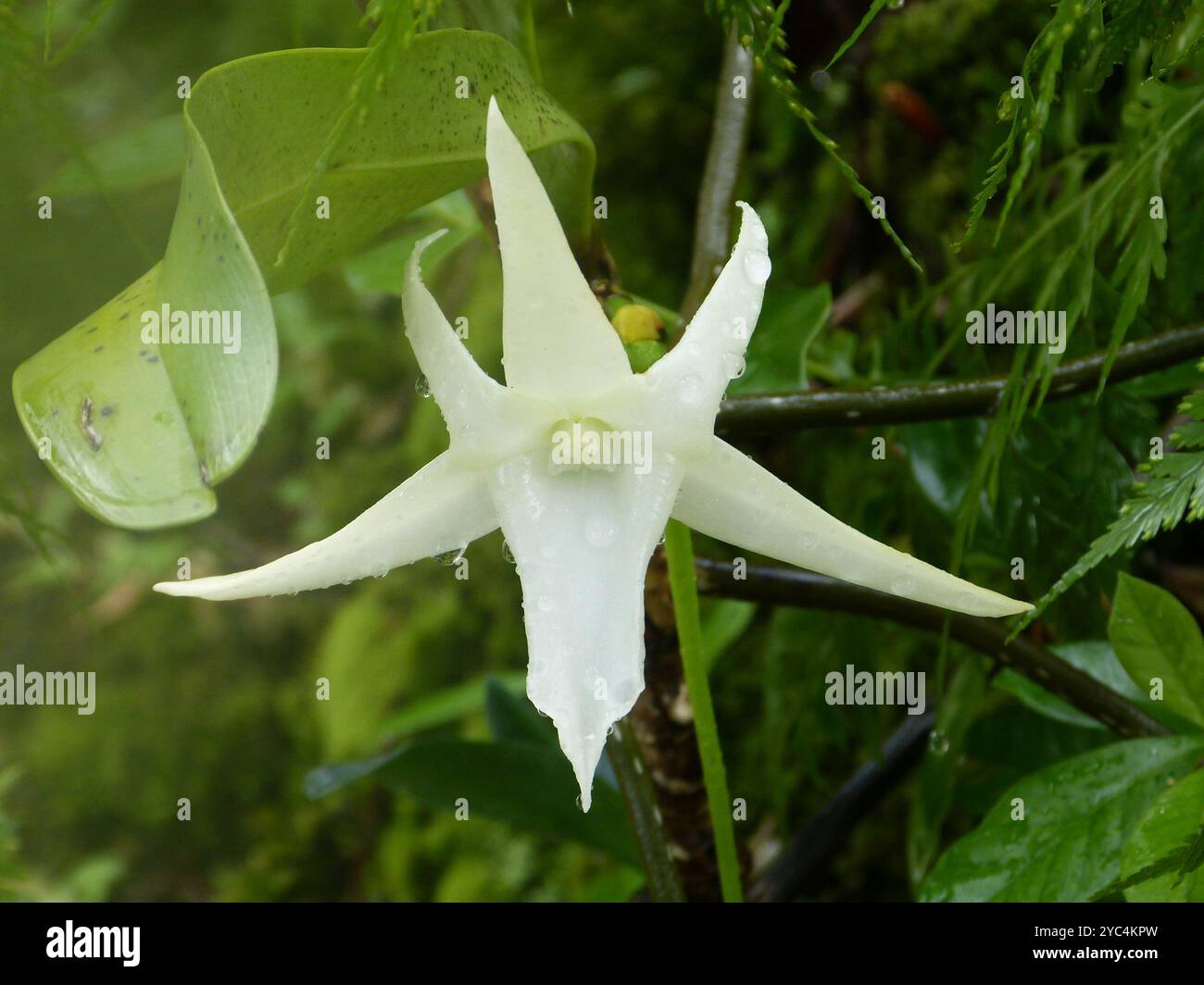Orchidée de Darwin (Angraecum sesquipedale) Plantae Banque D'Images