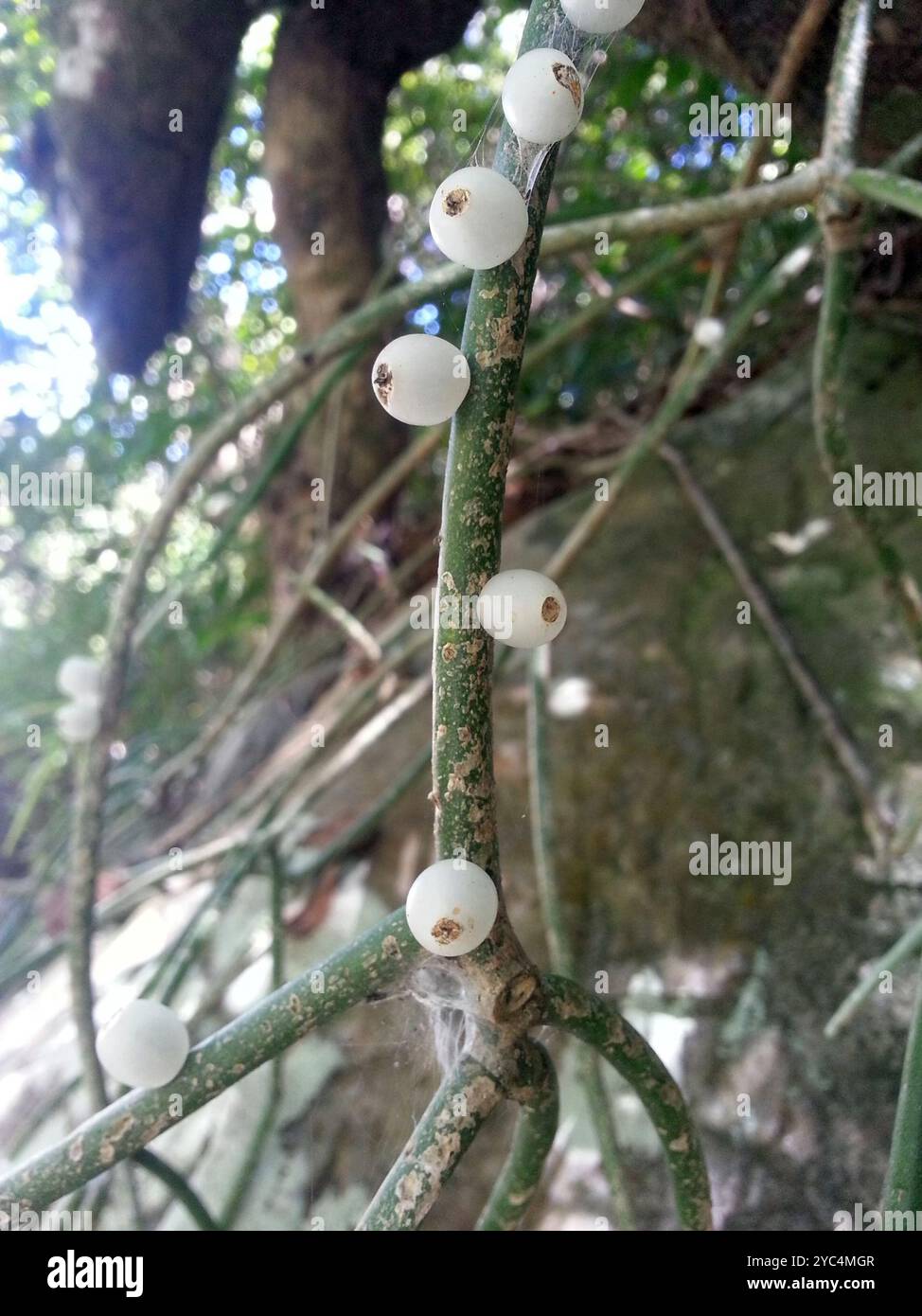 Cactus de gui (Rhipsalis baccifera) Plantae Banque D'Images