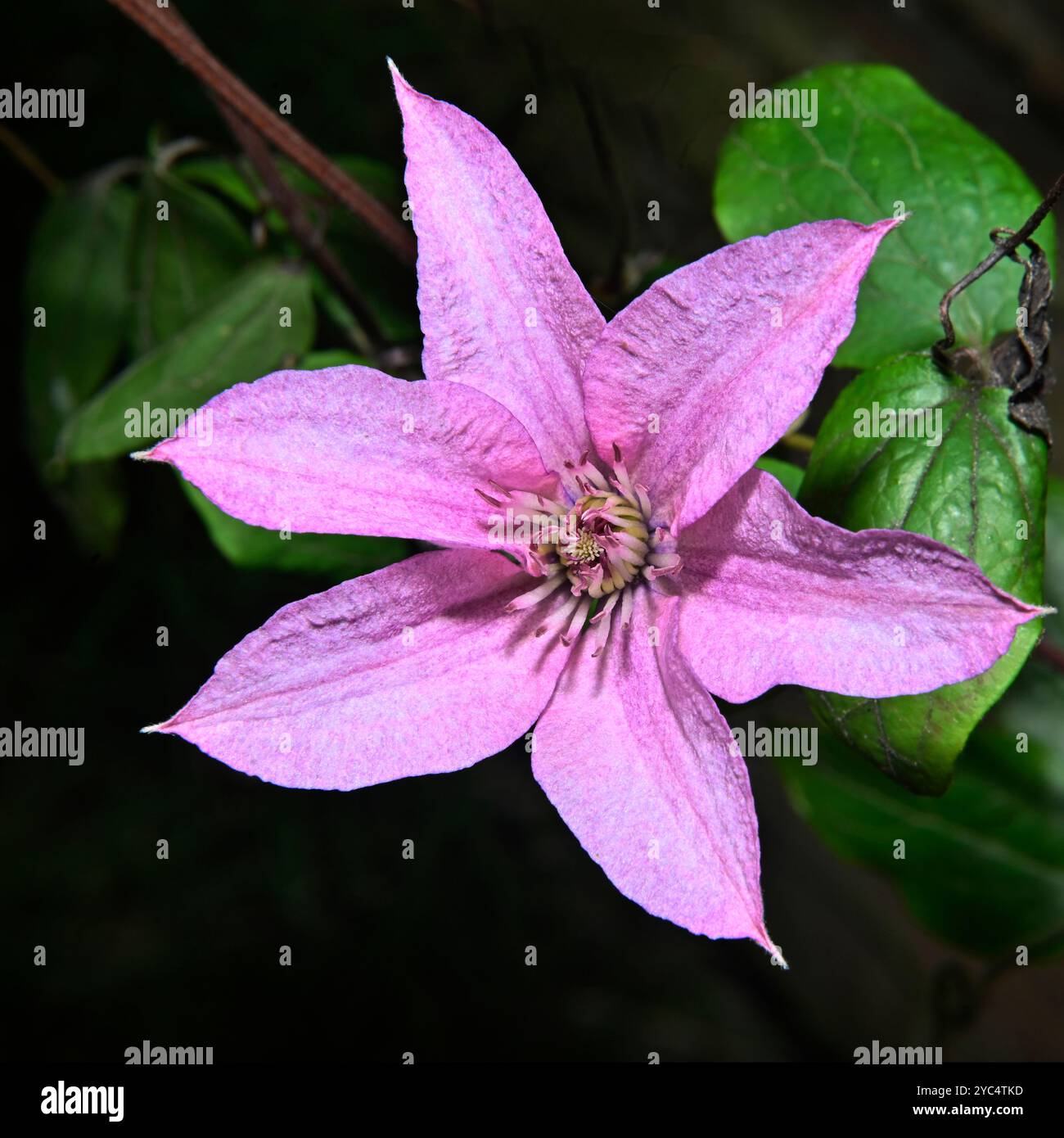 Clematis, Asian virginsbower, Clematis floride. Belles fleurs roses sur un fond feuillu naturel. Gros plan et bien focalisé. Banque D'Images