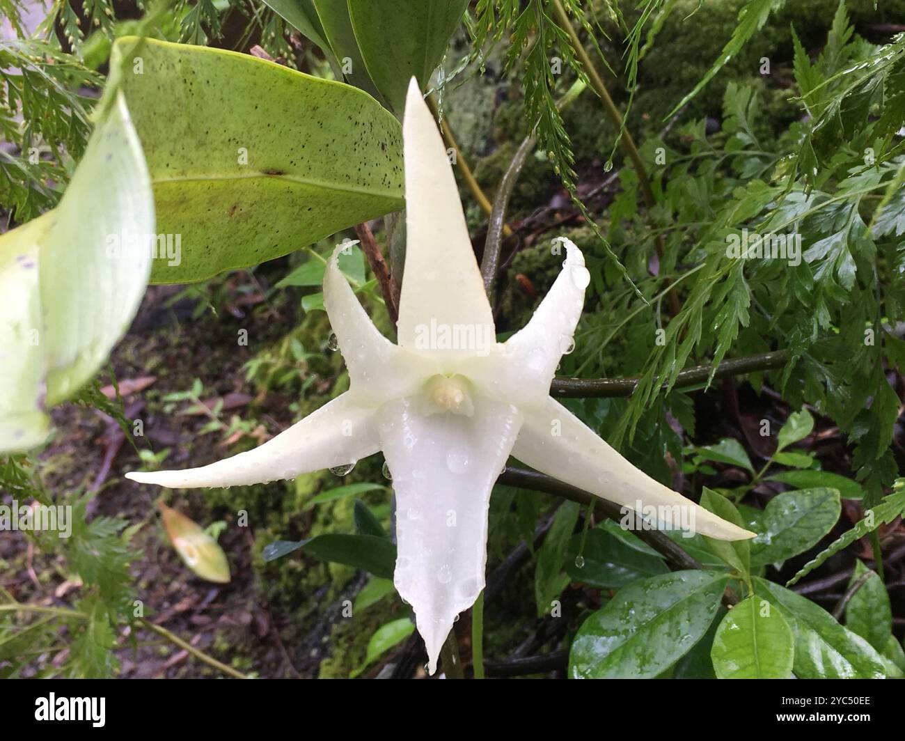 Orchidée de Darwin (Angraecum sesquipedale) Plantae Banque D'Images