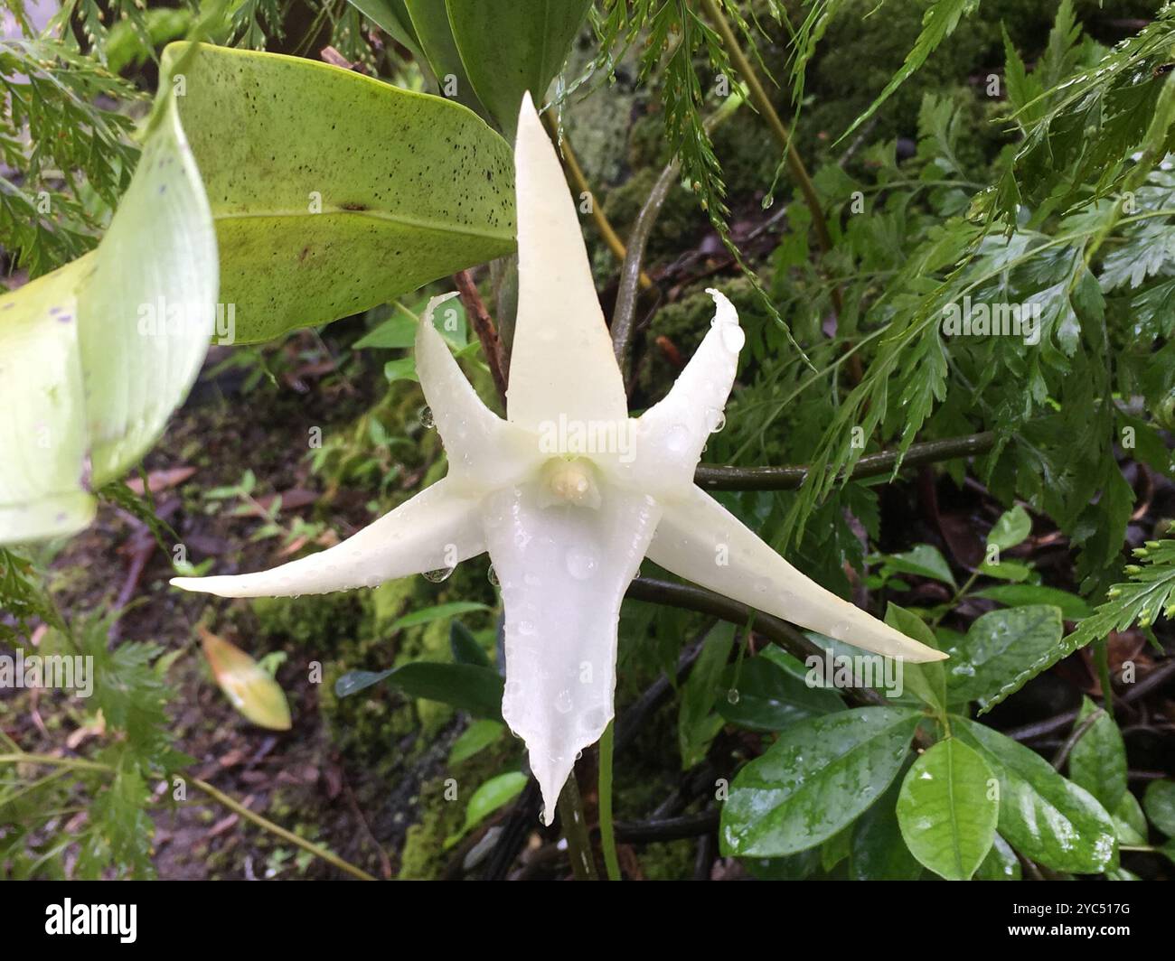 Orchidée de Darwin (Angraecum sesquipedale) Plantae Banque D'Images