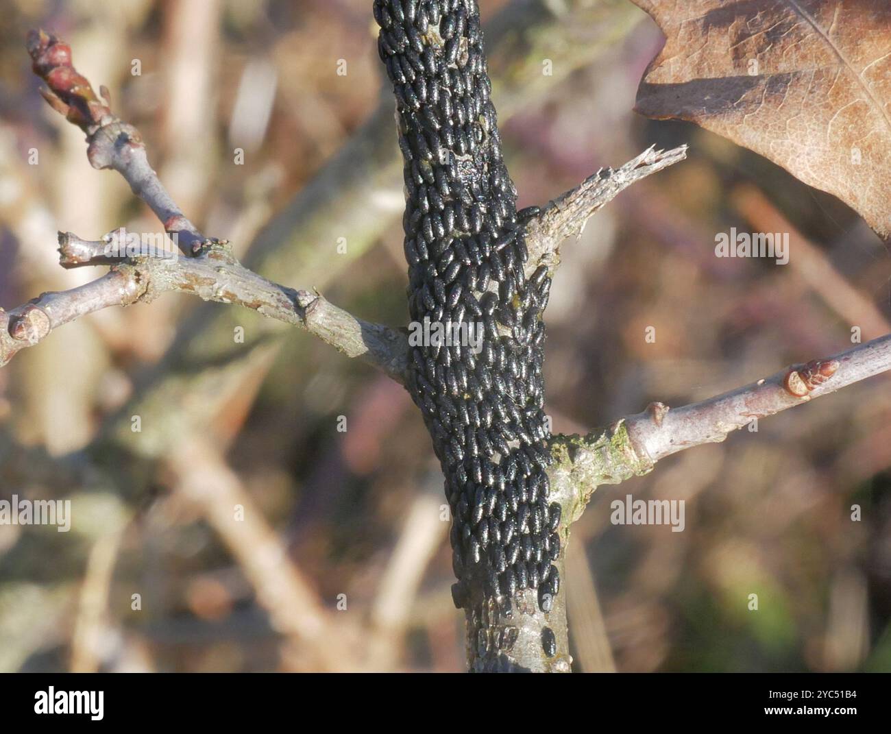 Insecte du puceron du chêne panaché (Lachnus roboris) Banque D'Images