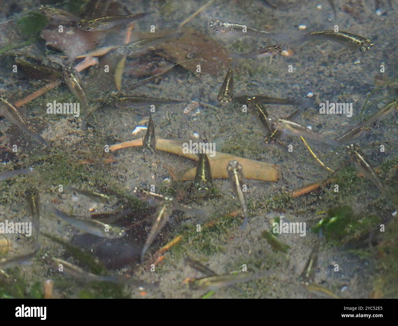 Moustique de l'Ouest (Gambusia affinis) Actinopterygii Banque D'Images