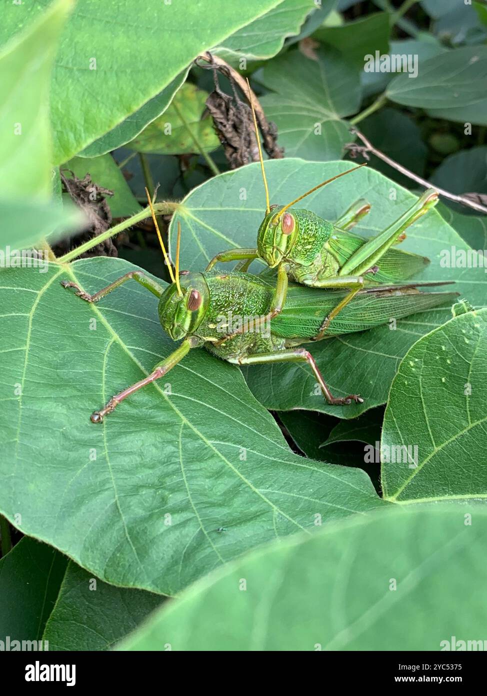 Grande insecte de sauterelle verte (Chondracris rosea) Banque D'Images