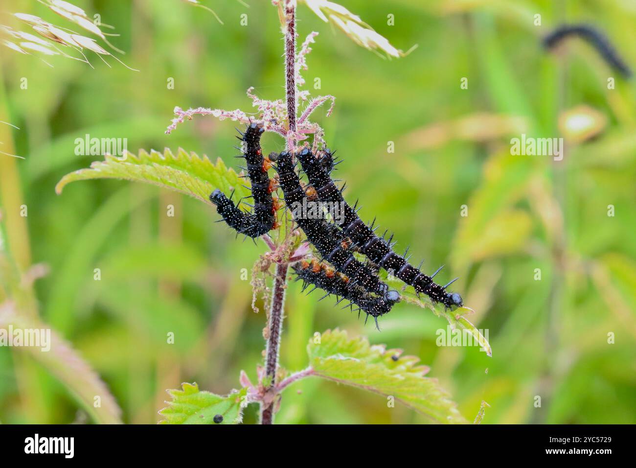 Chenilles papillons Peacock se nourrissant d'ortie - Aglais io Banque D'Images