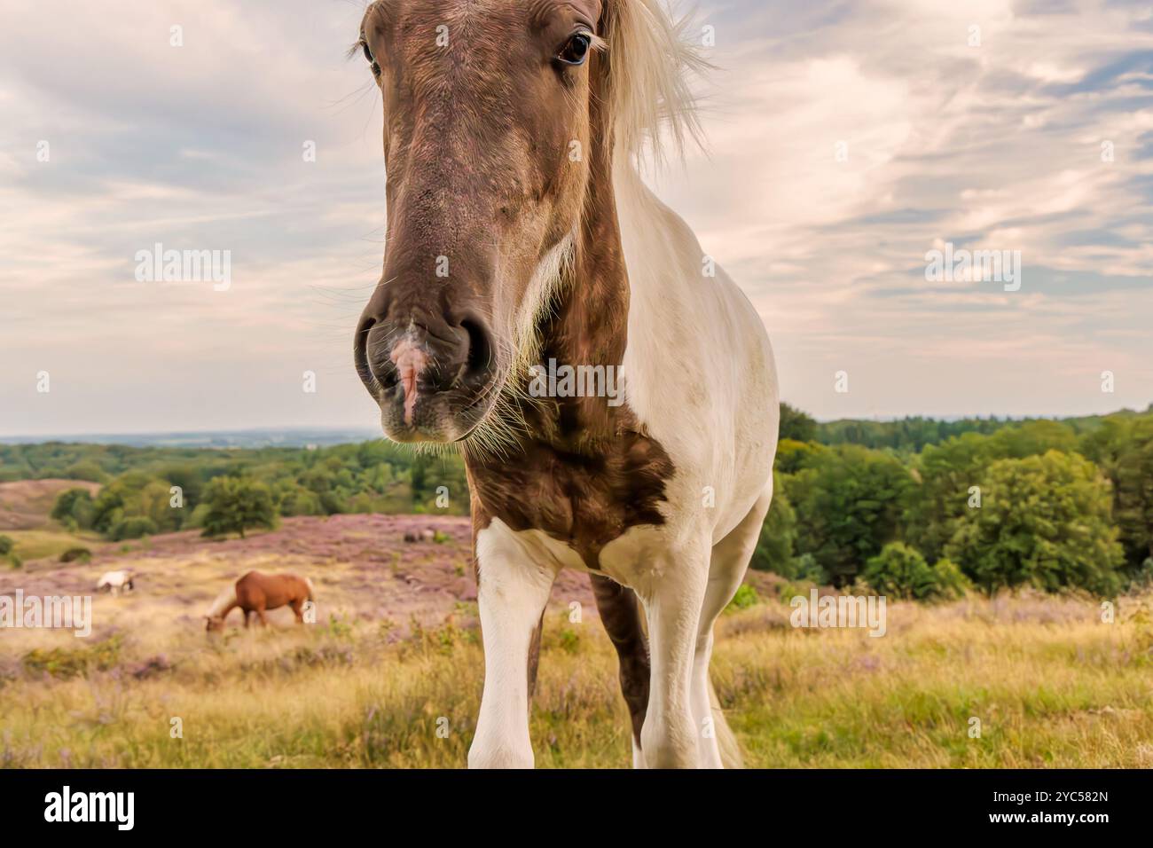 Curieux cheval Konik dans le parc national néerlandais Veluwezoom à la Posbank à Rheden, aux pays-Bas Banque D'Images