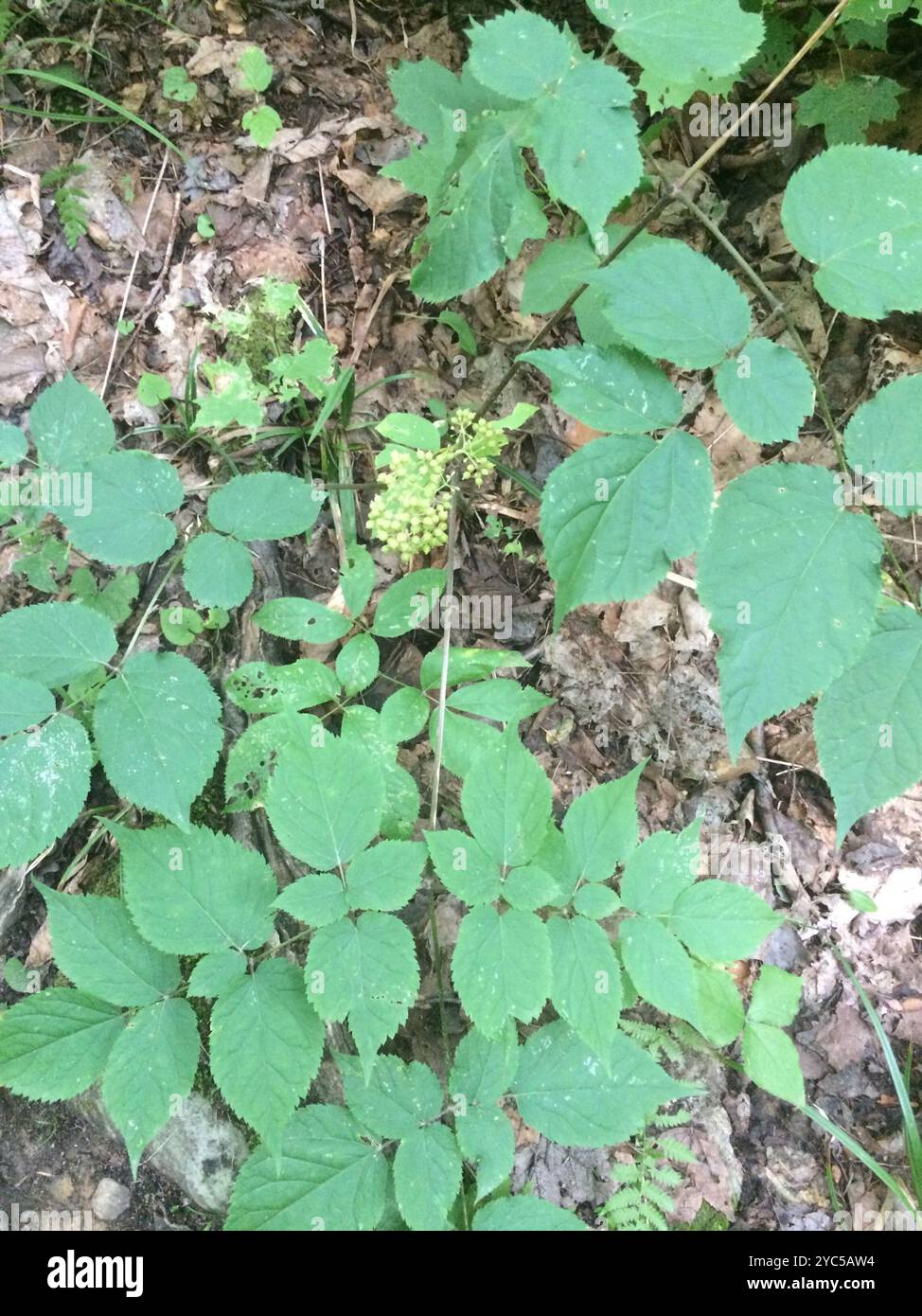 Spikenard américain (Aralia racemosa) Plantae Banque D'Images