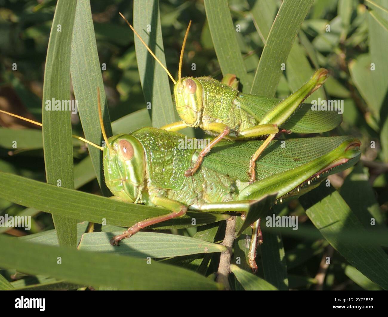 Grande insecte de sauterelle verte (Chondracris rosea) Banque D'Images
