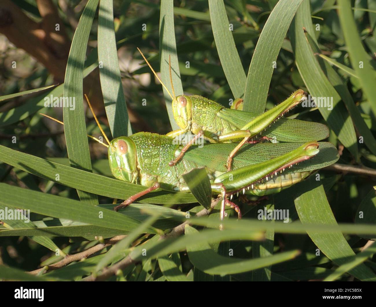 Grande insecte de sauterelle verte (Chondracris rosea) Banque D'Images