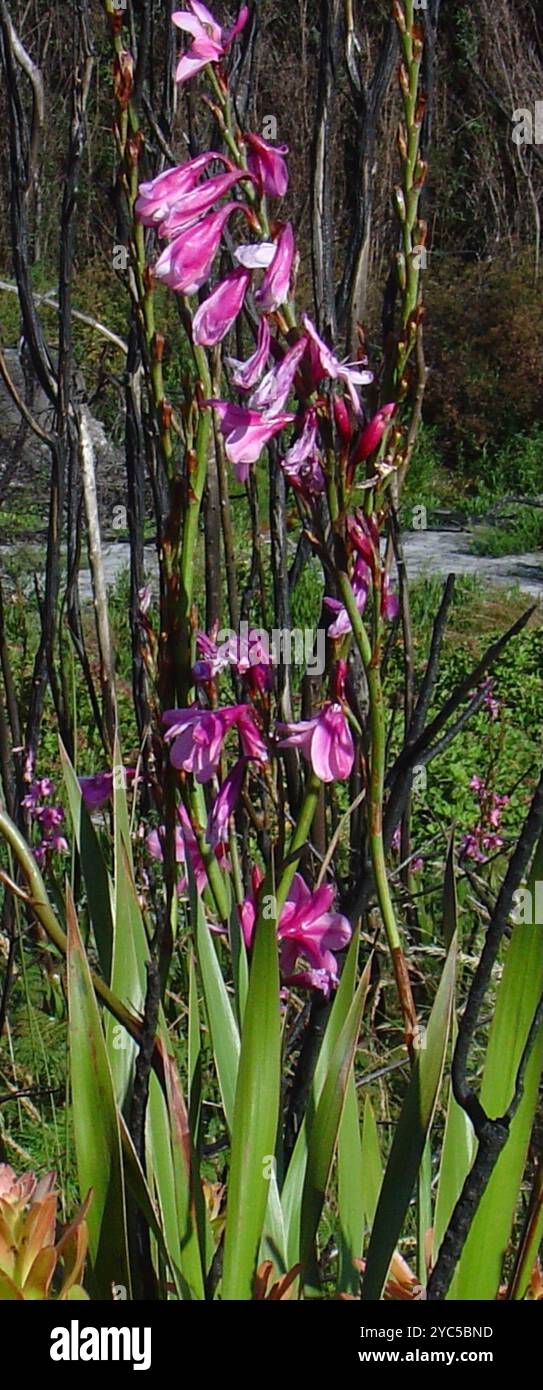 Bugle-Lily (Watsonia borbonica) Plantae Banque D'Images