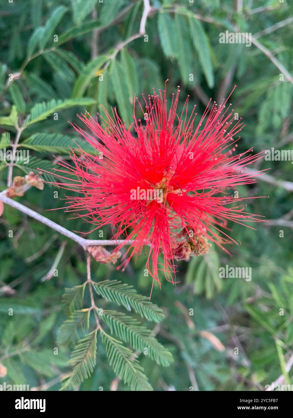 Arbuste de flammes mexicain (Calliandra tweediei) Plantae Banque D'Images