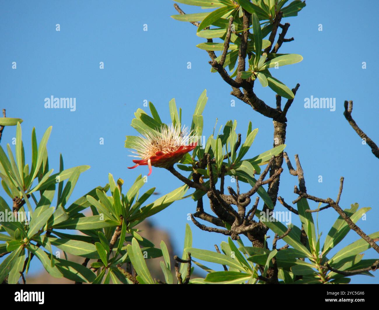 Canard à sucre commun (Protea caffra caffra) Plantae Banque D'Images