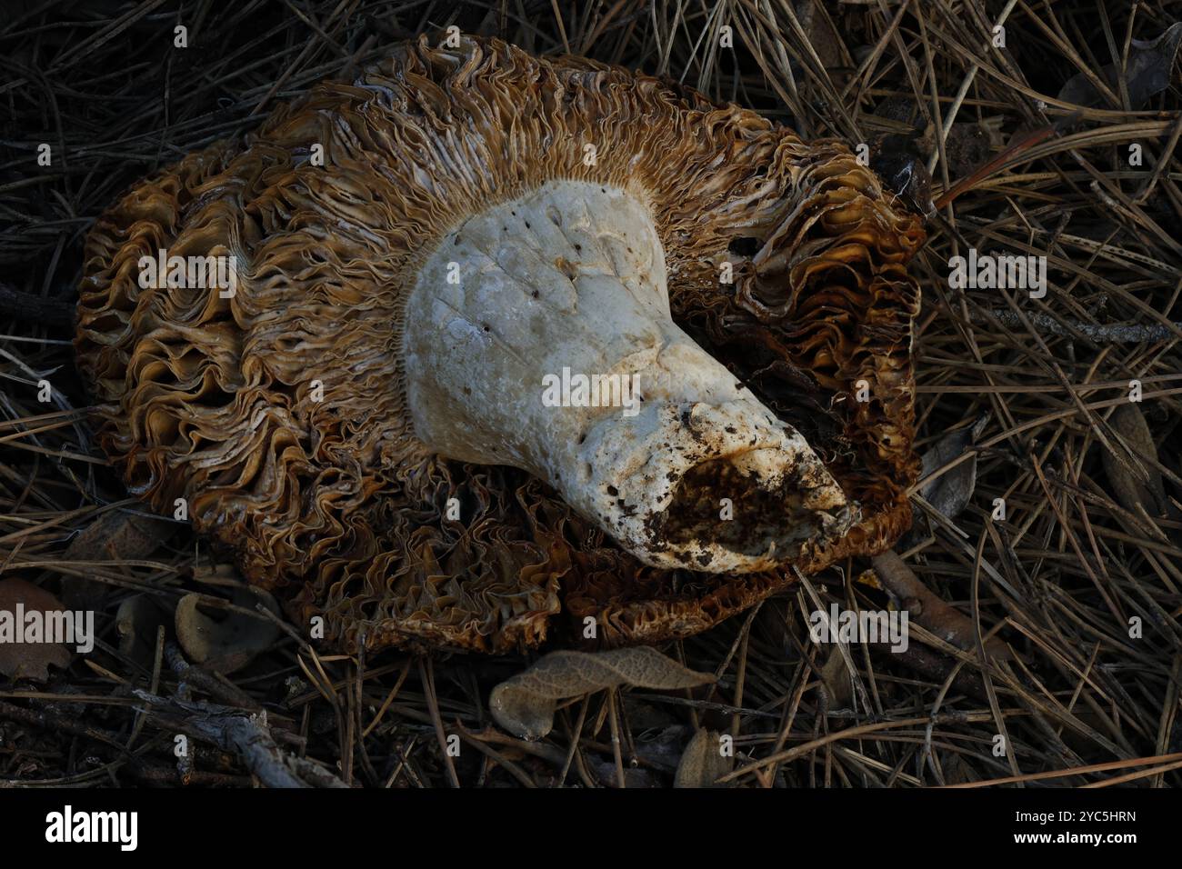 Champignons coupés et abandonnés en automne, Alcoy, Espagne Banque D'Images